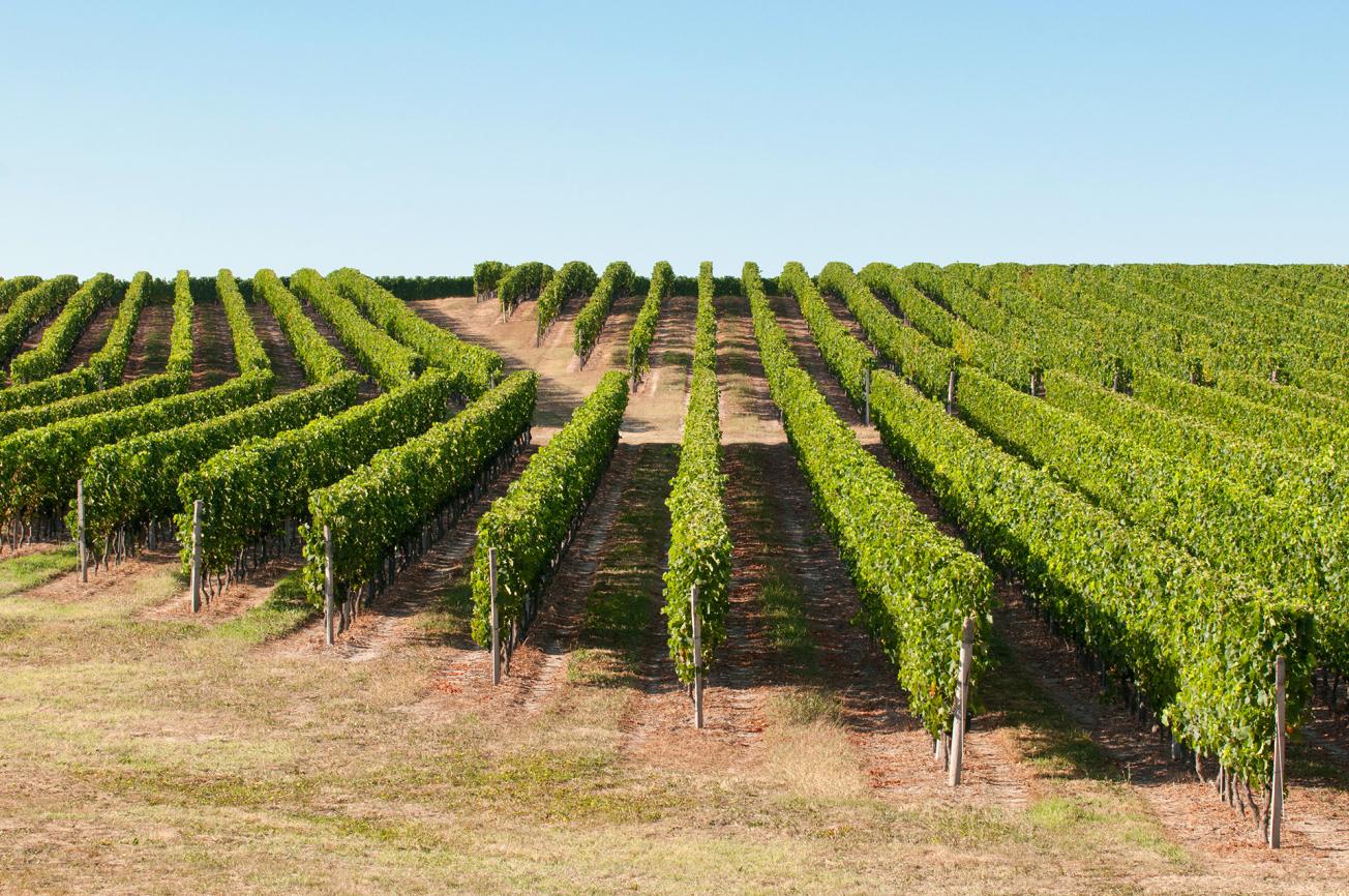 Rows of grapevines in Bordeaux vineyards in Aquitaine 