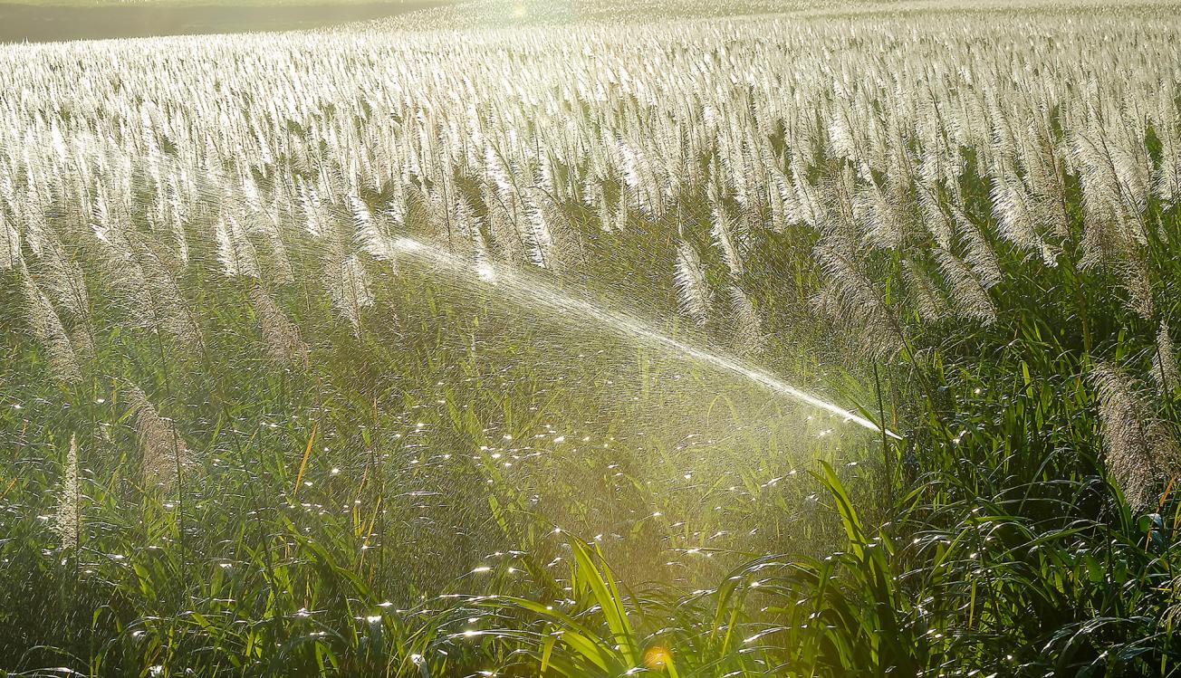 Sugar cane irrigation and aeration basins