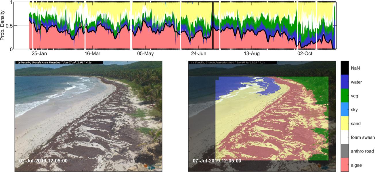 Evolution temporelle de la proportion de sargasse détectée sur la plage de Grande Anse Macabou au Vauclin