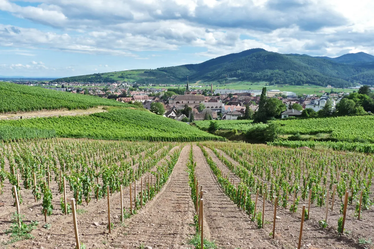 Vignoble de Turkheim entre plaine d'Alsace et reliefs vosgiens.