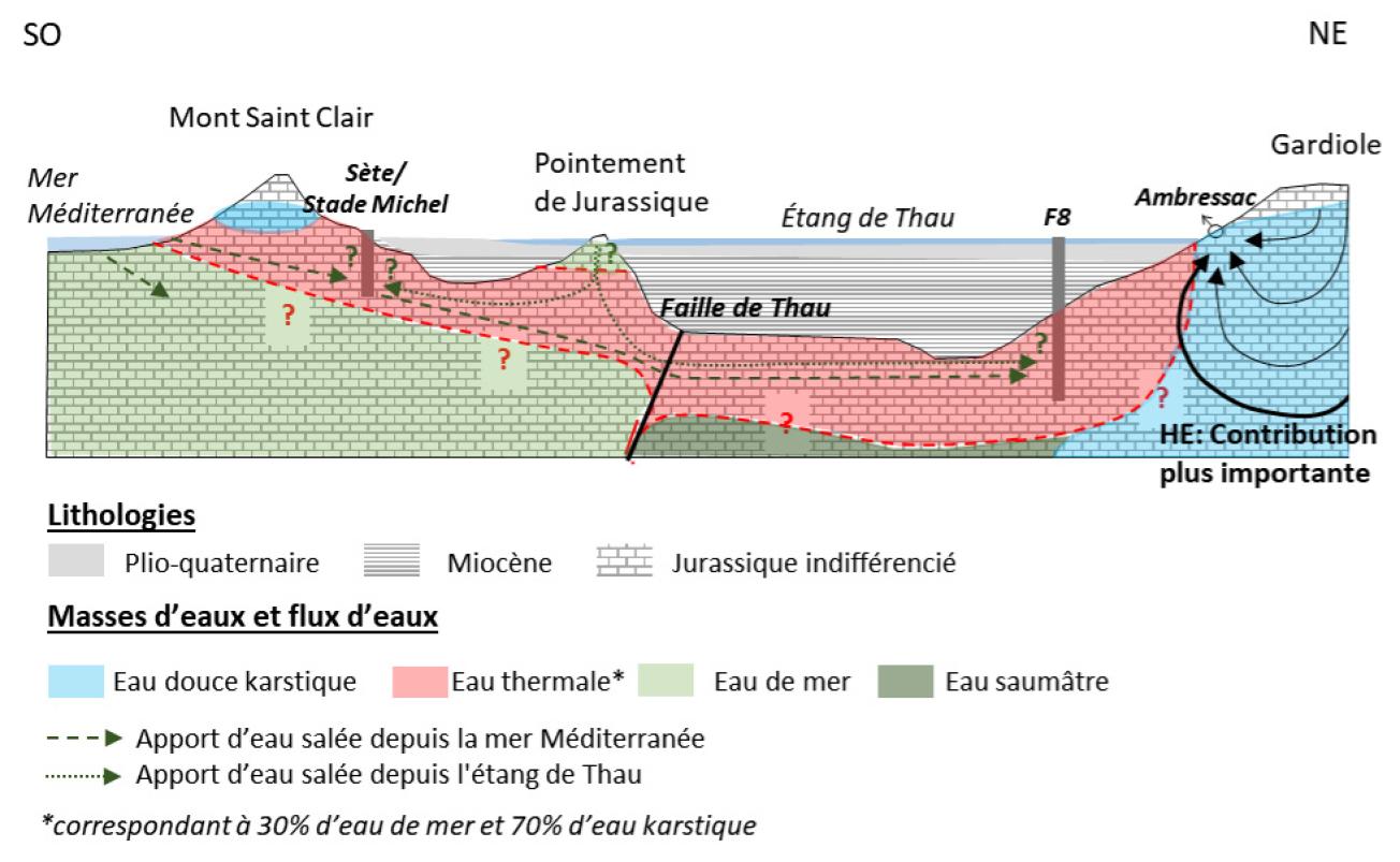 A diagram illustrating the water supply to boreholes F8 and Sète/Stade Michel. The thermal waters (30% sea water, 70% karst water) rise from the thermal reservoir through the Thau fault. An additional contribution of salt water (+16% for F8 and +18% for Sète/Stade Michel), represented by the green arrows, comes from the Mediterranean and/or the leading edge of the Jurassic formation.