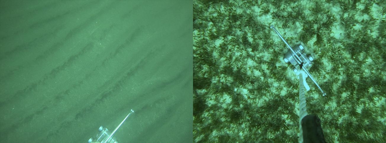 Exemples de prise de vue des environnements sous-marins du plateau insulaire (Guadeloupe, 2021).