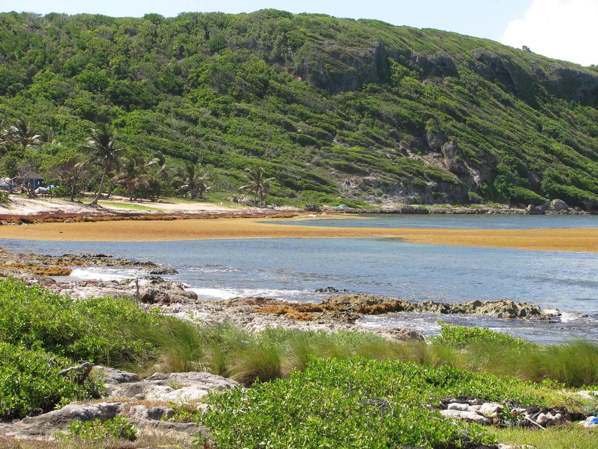 Arrival of the Sargassum, Guadeloupe