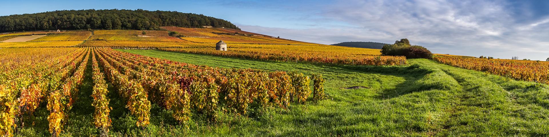 Panoramic view of the vineyards, Burgundy