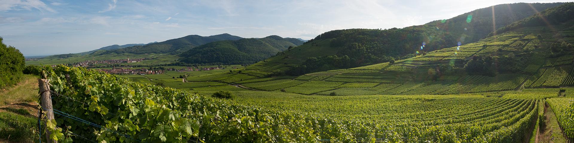 Panoramic view of the vineyards of Alsace, Vosges