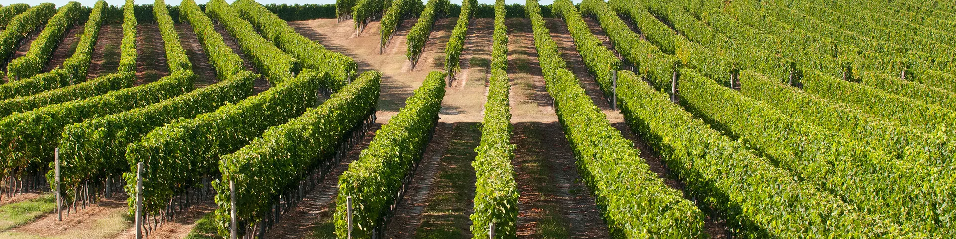 Vue des rangées de pieds de vigne, Aquitaine