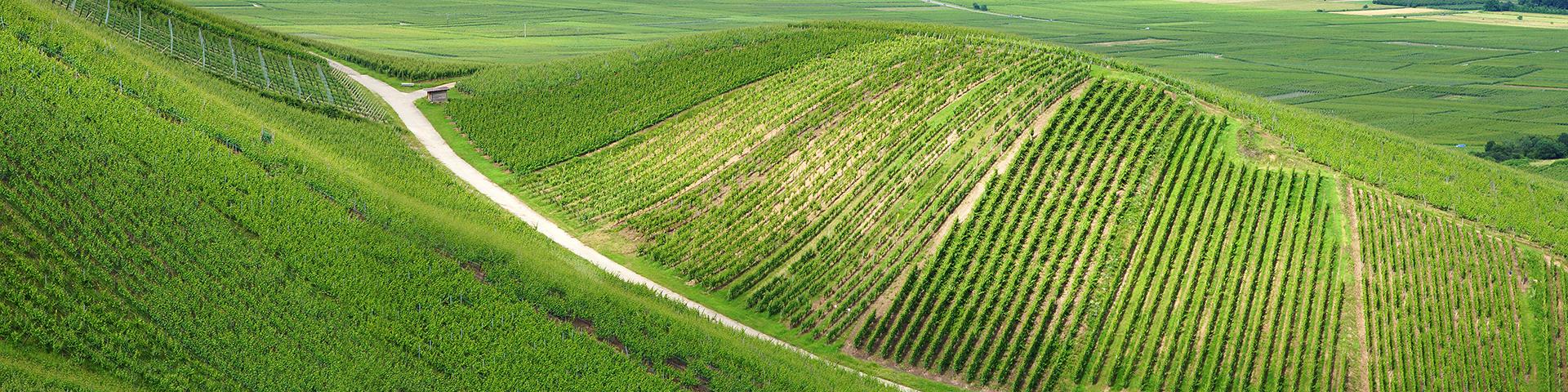 Vineyards in Alsace