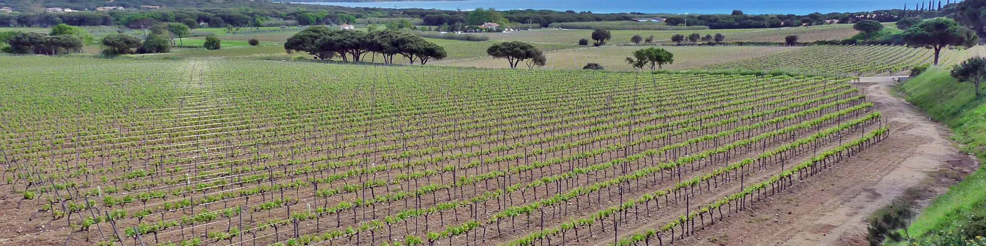 Vignes près de Ramatuelle dans le massif des Maures, terroir argilo-siliceux en Provence cristalline.