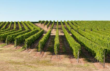  Rangées de pieds de vigne dans le vignoble bordelais en Aquitaine 
