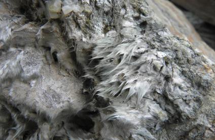 A cluster of natural asbestos flexuous fibres 
