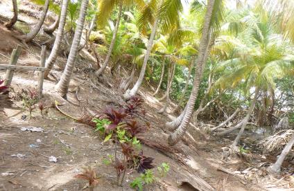 Surface landslips as markers of large-scale movement in Guadeloupe 