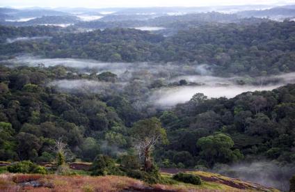 Amazonian forest of French Guiana 