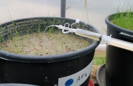 Projet oMIMo, prélèvement d’eau porale dans les tailings d’une mine d’étain au cours d’une expérience de phytostabilisation (Plateforme PRIME, 2023).