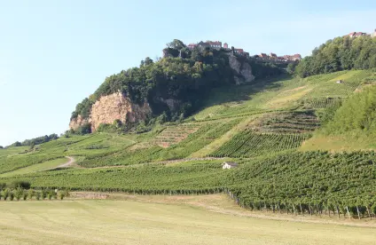 Château-Chalon et son vignoble