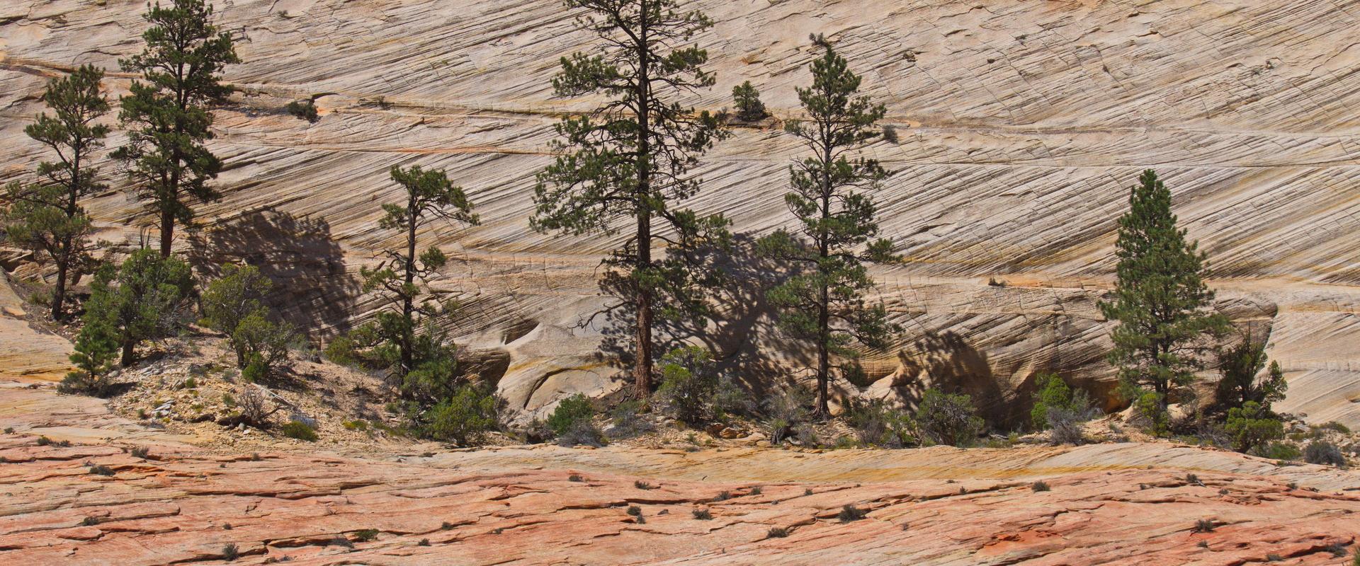 Pines clinging to life, Utah