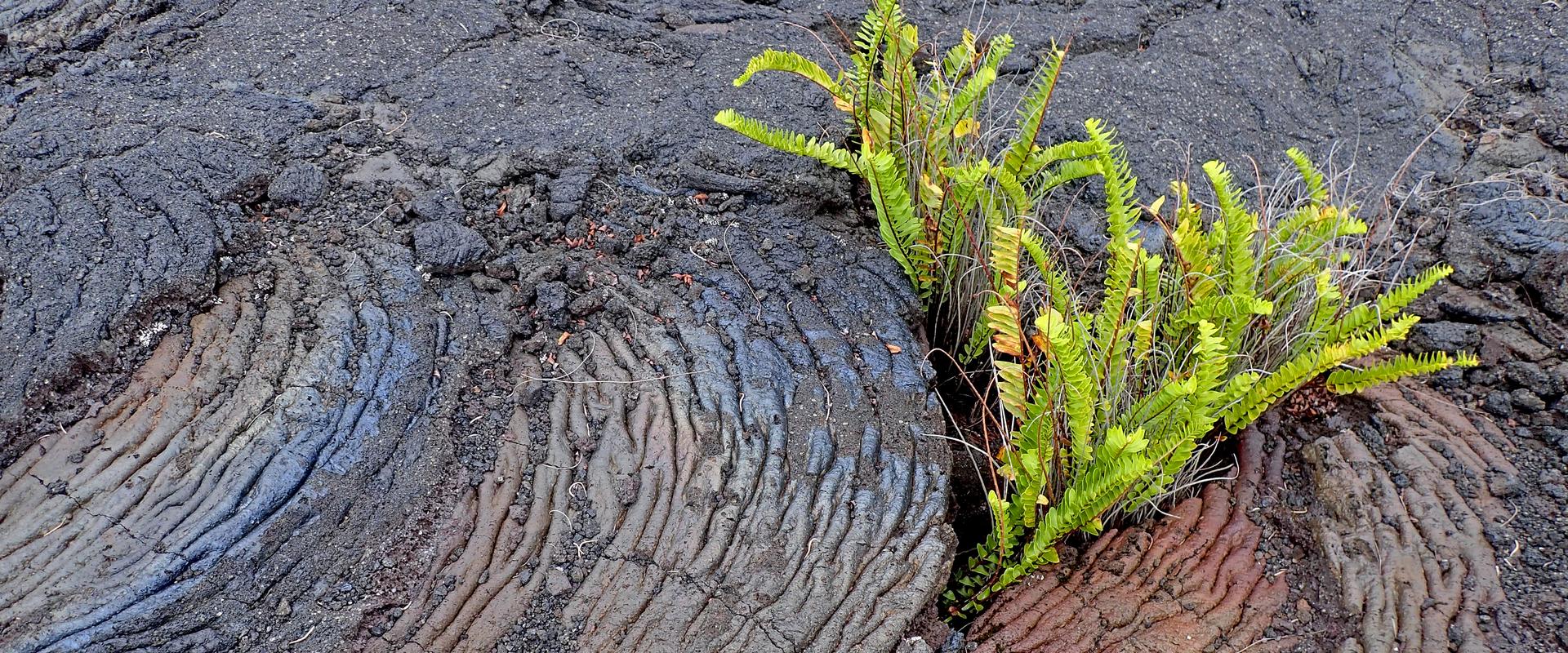 Fern surrounded by lava rope, from lava flow in 1977 in Piton-Sainte-Rose, Reunion Island