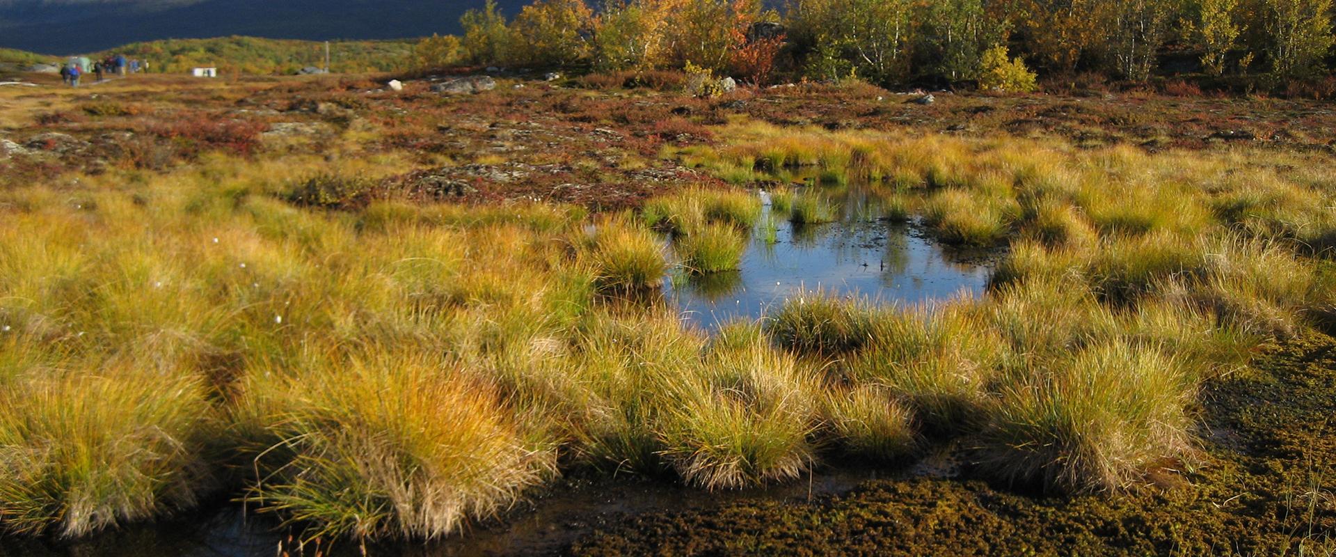 A peat bog in permafrost terrain, Sweden