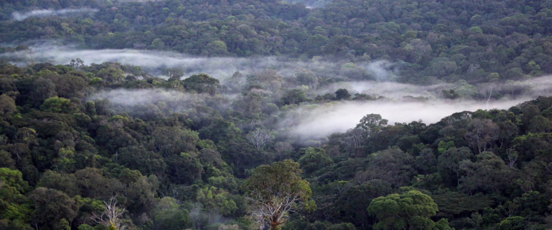 Amazon forest, French Guiana