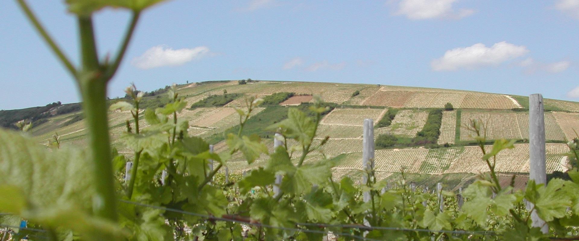 The hillsides of the Sancerre vineyard (Sancerre, Cher, France, 2003).