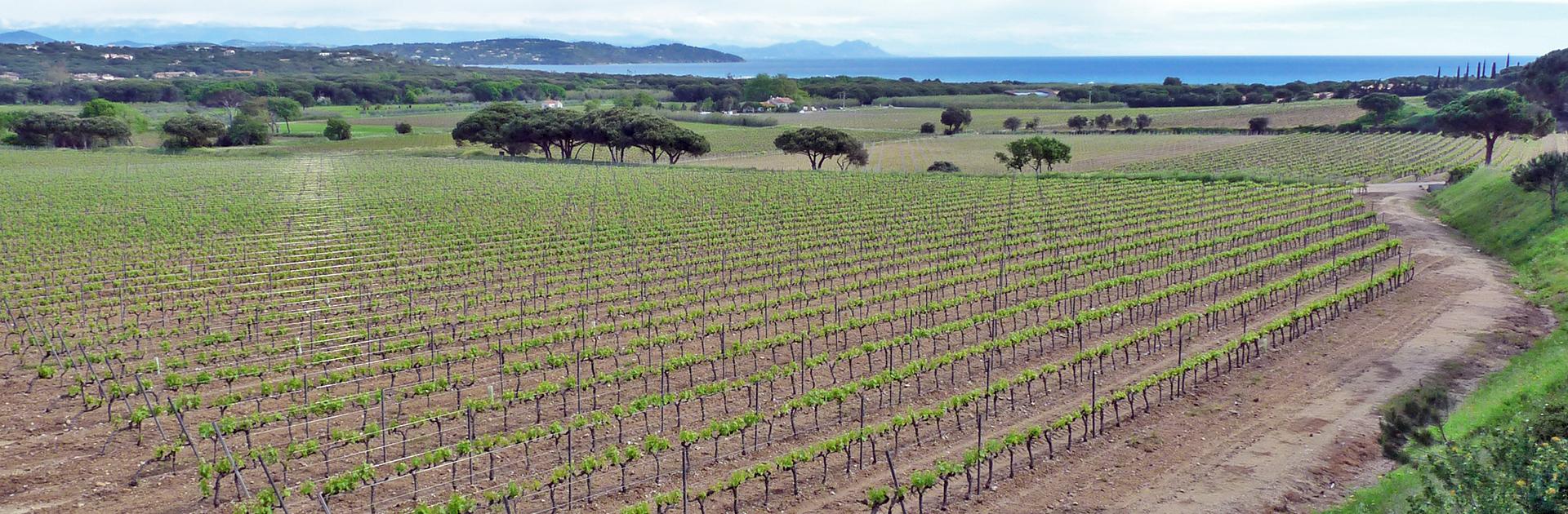 Vignes près de Ramatuelle dans le massif des Maures, terroir argilo-siliceux en Provence cristalline.