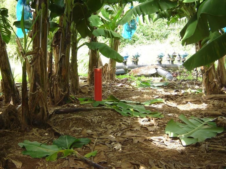 Pollutions d’origine agricole, bananeraie de Capesterre Belle Eau, Guadeloupe