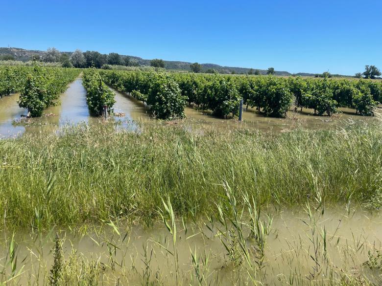 Flooding of an experimental plot (Cercle in Narbonne, June 2022).